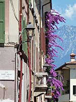 Gargnano - Bougainvillea