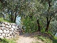 Arco - Olivenhain unterhalb der Rocca