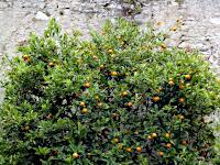 Limonaia del Cast�l - restaurierter Zitronengarten mit Museum