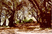 Soriano - Olivenwald