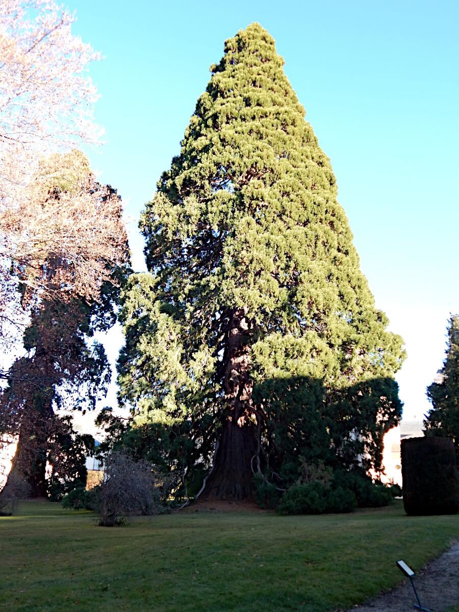 Alameda del Medio Punto - Giant Sequoia 'La Reina' (ca. 46 m)