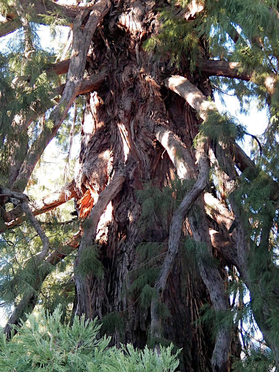 Alameda del Medio Punto - Giant Sequoia 'La Reina'