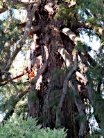 Alameda del Medio Punto - Giant Sequoia 'La Reina'