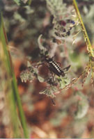 Insektenpracht (Kastell Andimáchia)