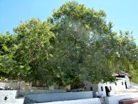 Kéfalos - Ágios Jánnis