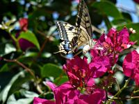 Lagoúdi - 'The beautiful Greece'
