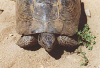 Wilde Schildkröte (Paleó Pýli)