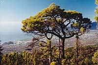 Ruta de los Volc�nes - Kanarenkiefer (2000)