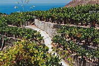 Tazacorte - Bananenplantagen