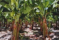 Tazacorte - Bananenplantage