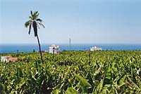 Tazacorte - Bananenplantage