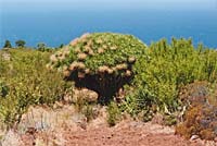 Las Tricias - Drachenbaum