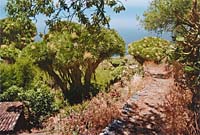 Las Tricias - Drachenb�ume