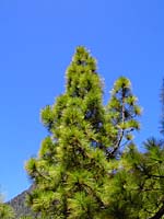 Caldera de Taburiente - Kanarenkiefer