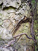 Los Tilos - Felswand