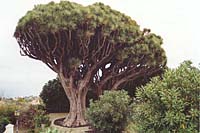 Bre�a Alta (San Isidro) - Dragos Gemelos (2000)