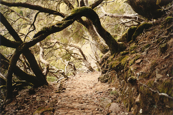 Pico do Arieiro - Baumheidewald