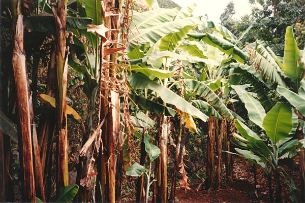 Funchal - Bananenplantage