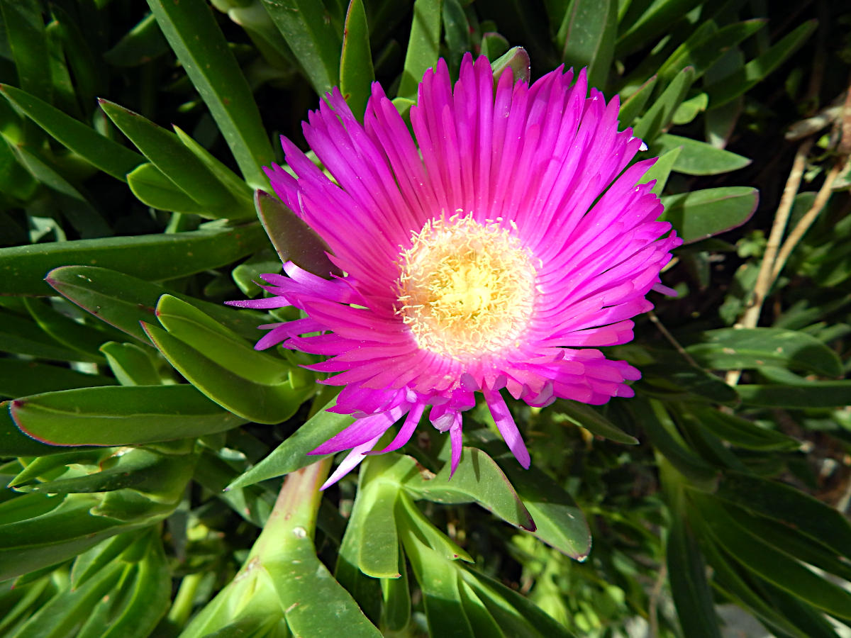 Plaka - Mittagsblume