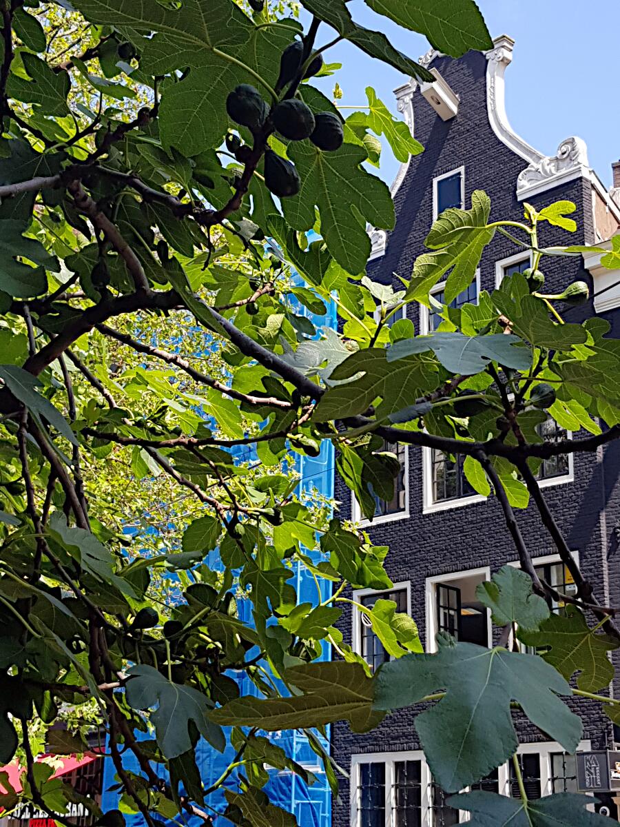 Spuistraat 316 - Feigenbaum