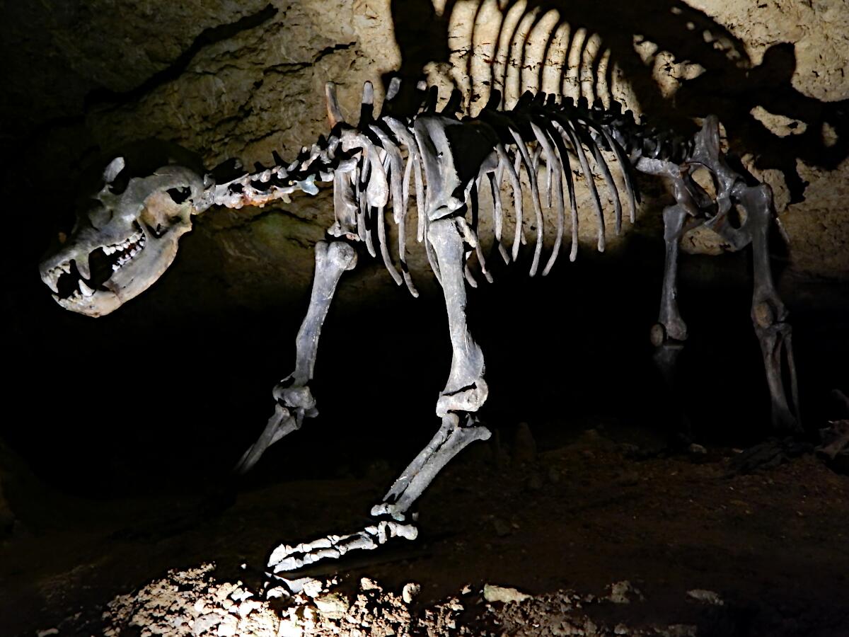 Teufelsh�hle - H�hlenb�rskelett