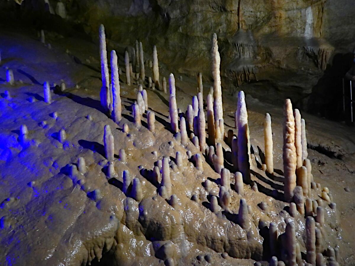 Teufelsh�hle - Sinterterasse mit Stalagmiten im Barbarossasaal