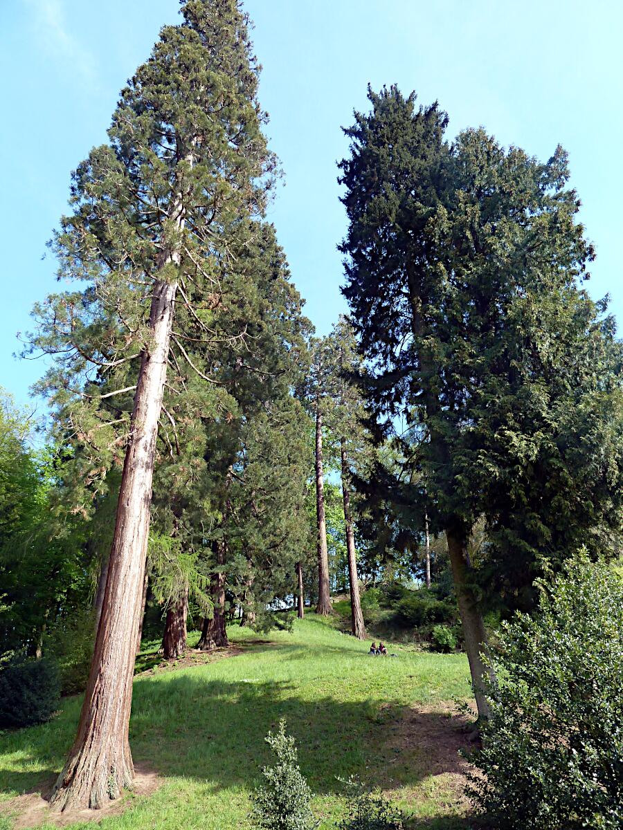 Staatspark Fürstenlager - Riesenmammutbaum