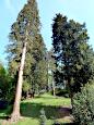Staatspark Fürstenlager - Riesenmammutbaum
