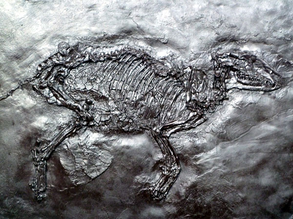Propalaeotherium (Urpferdchen)