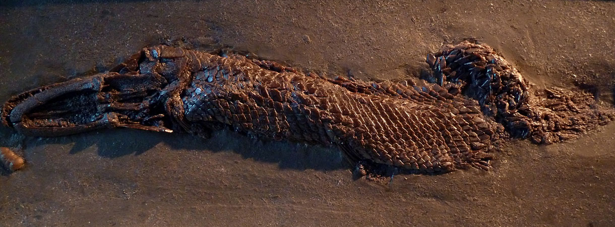 Atractosteus (Knochenhecht)