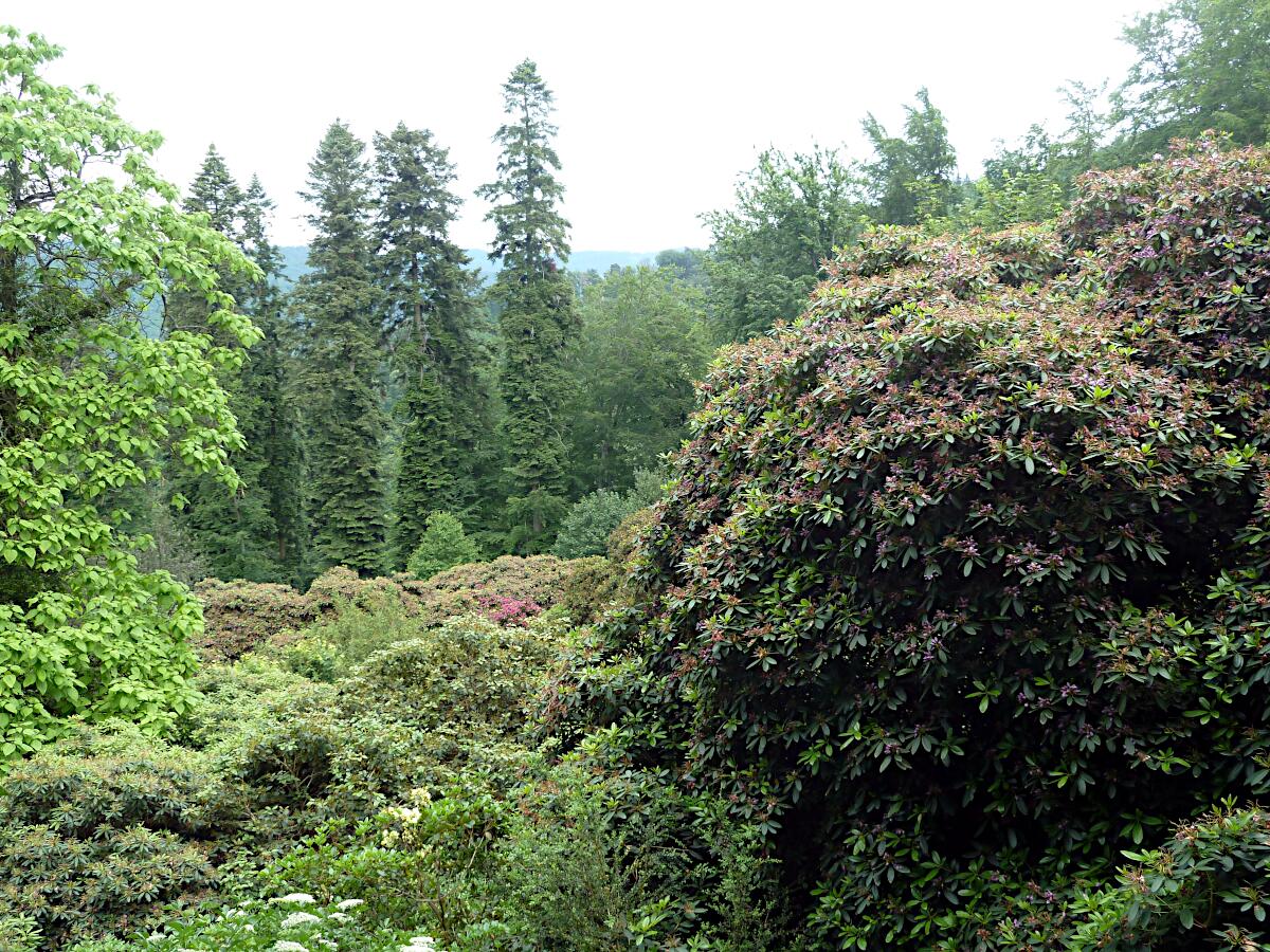 Rhododendronwald