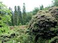 Rhododendronwald