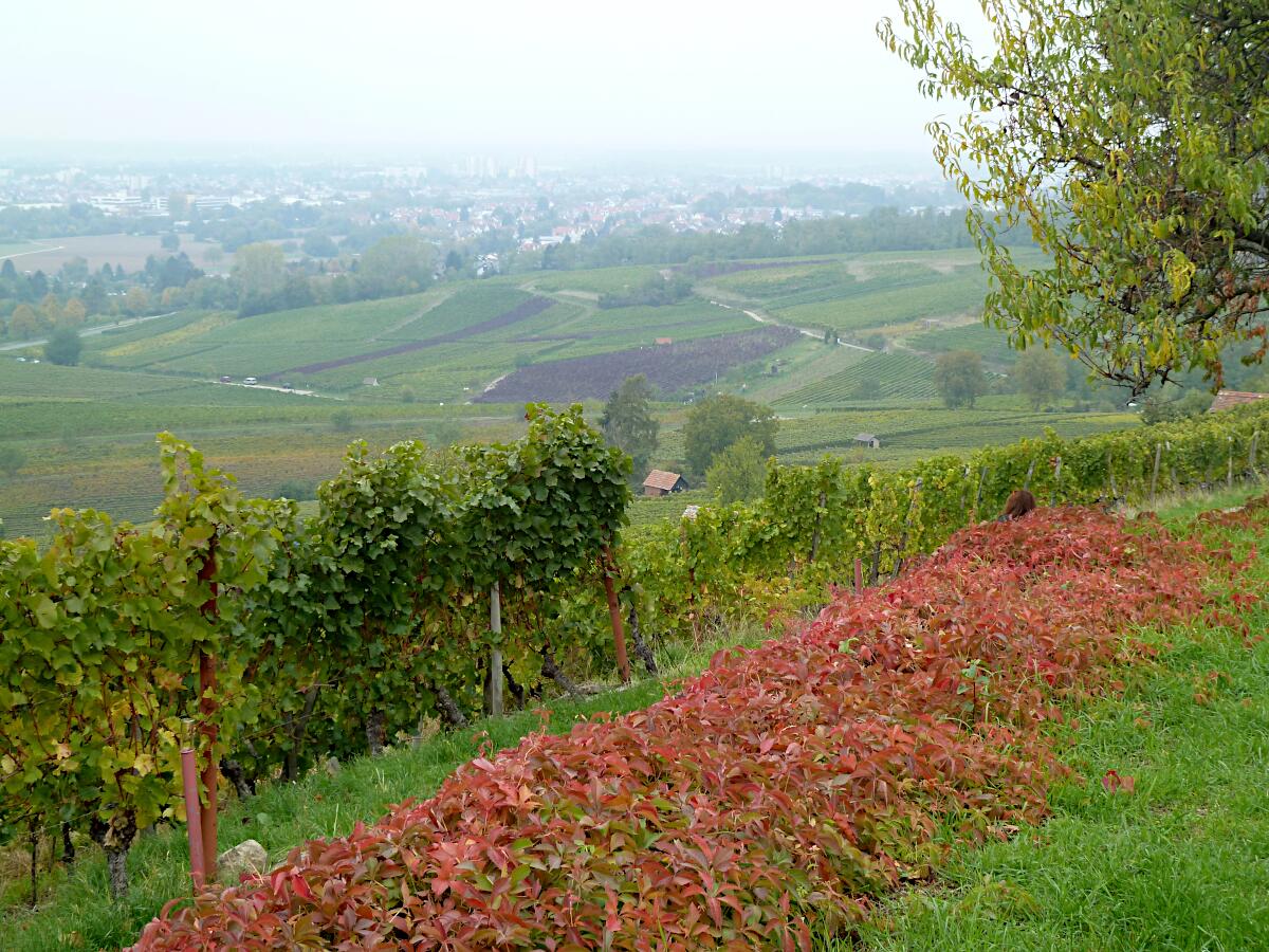 Heppenheimer Centgericht - Blickrichtung Heppenheimer Stemmler