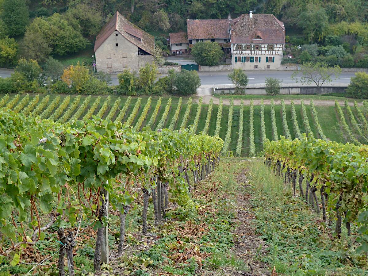 Heppenheimer Steinkopf - Blick ins Hambacher Tal