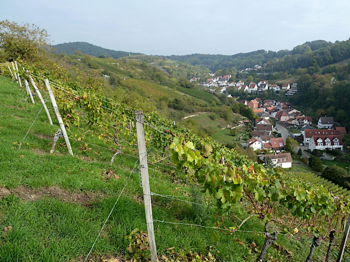 Heppenheimer Steinkopf - Blick ins Hambacher Tal