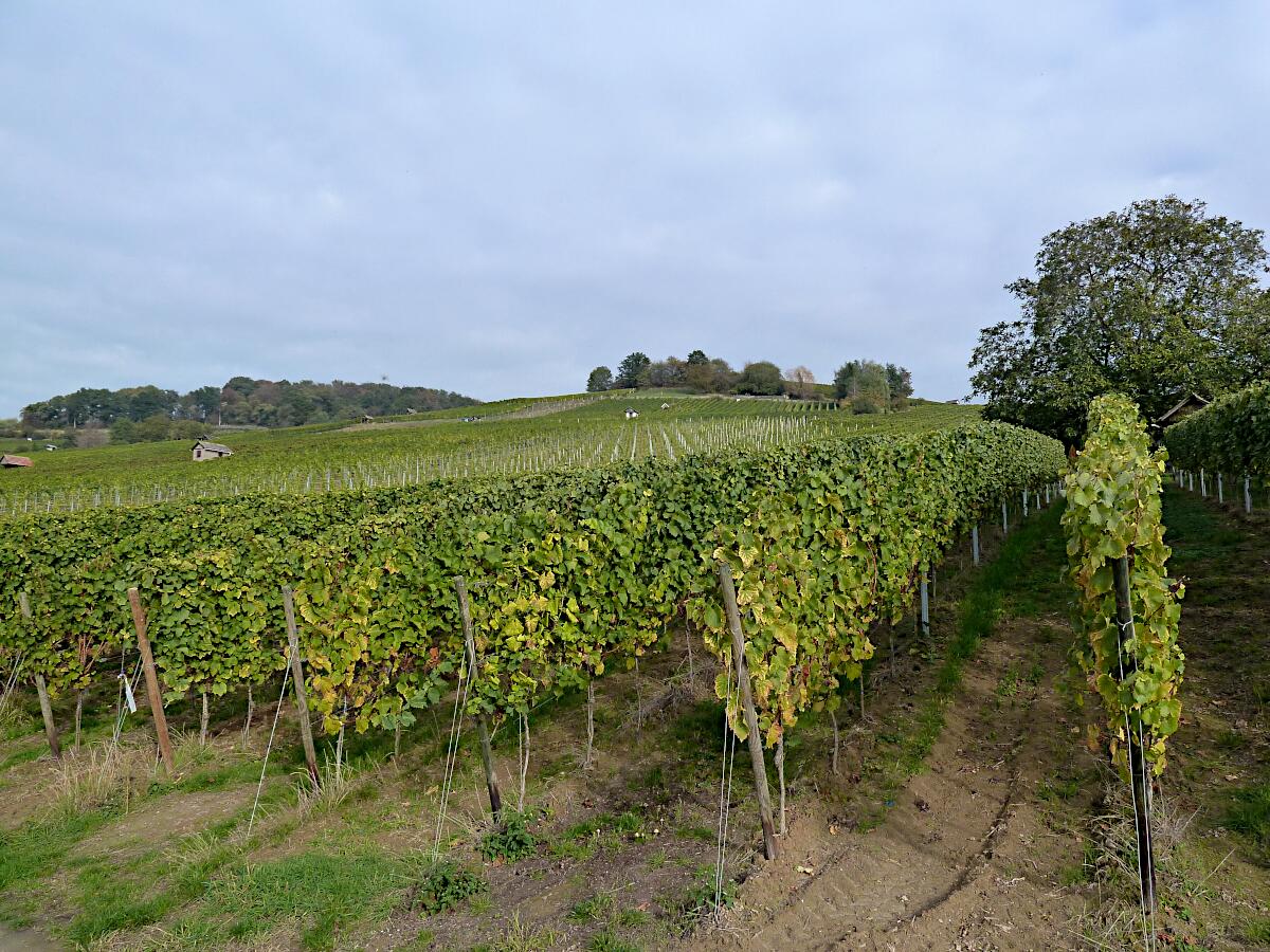 Heppenheimer Stemmler