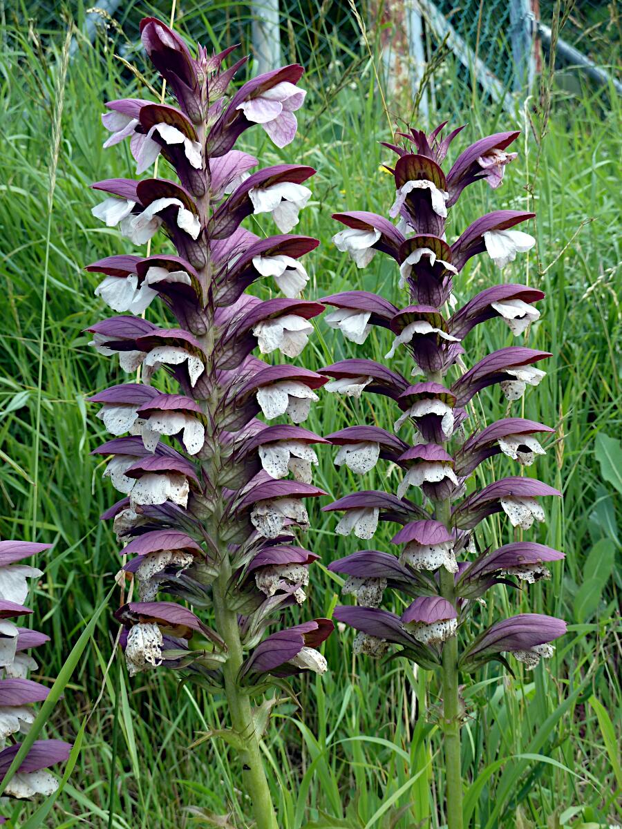 Heppenheimer Steinkopf - Stachliger Akanthus