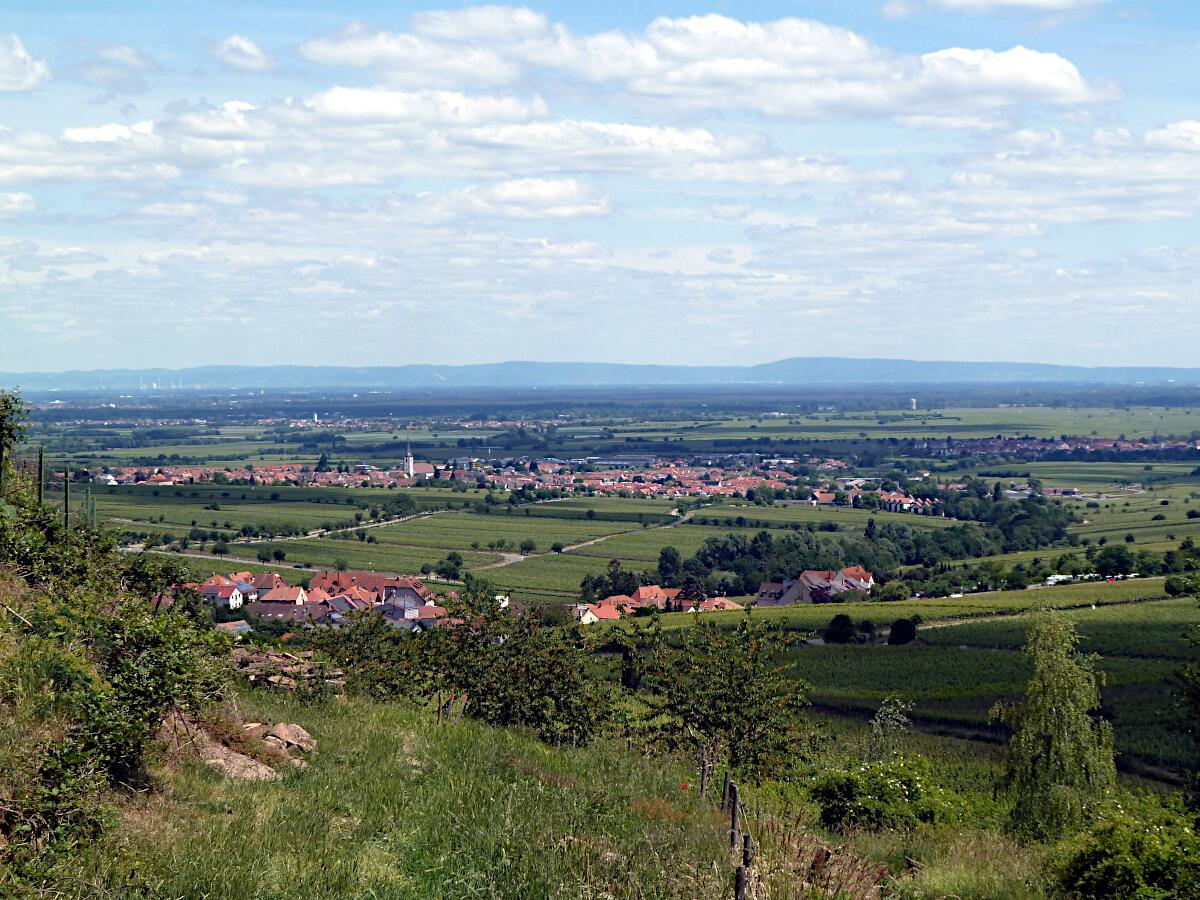 Blick auf Maikammer