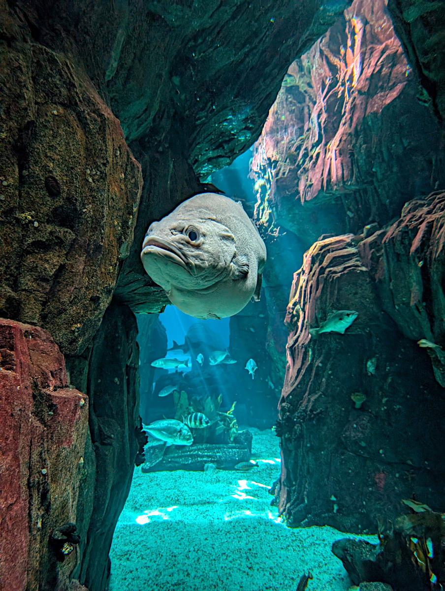Oceanário de Lisboa