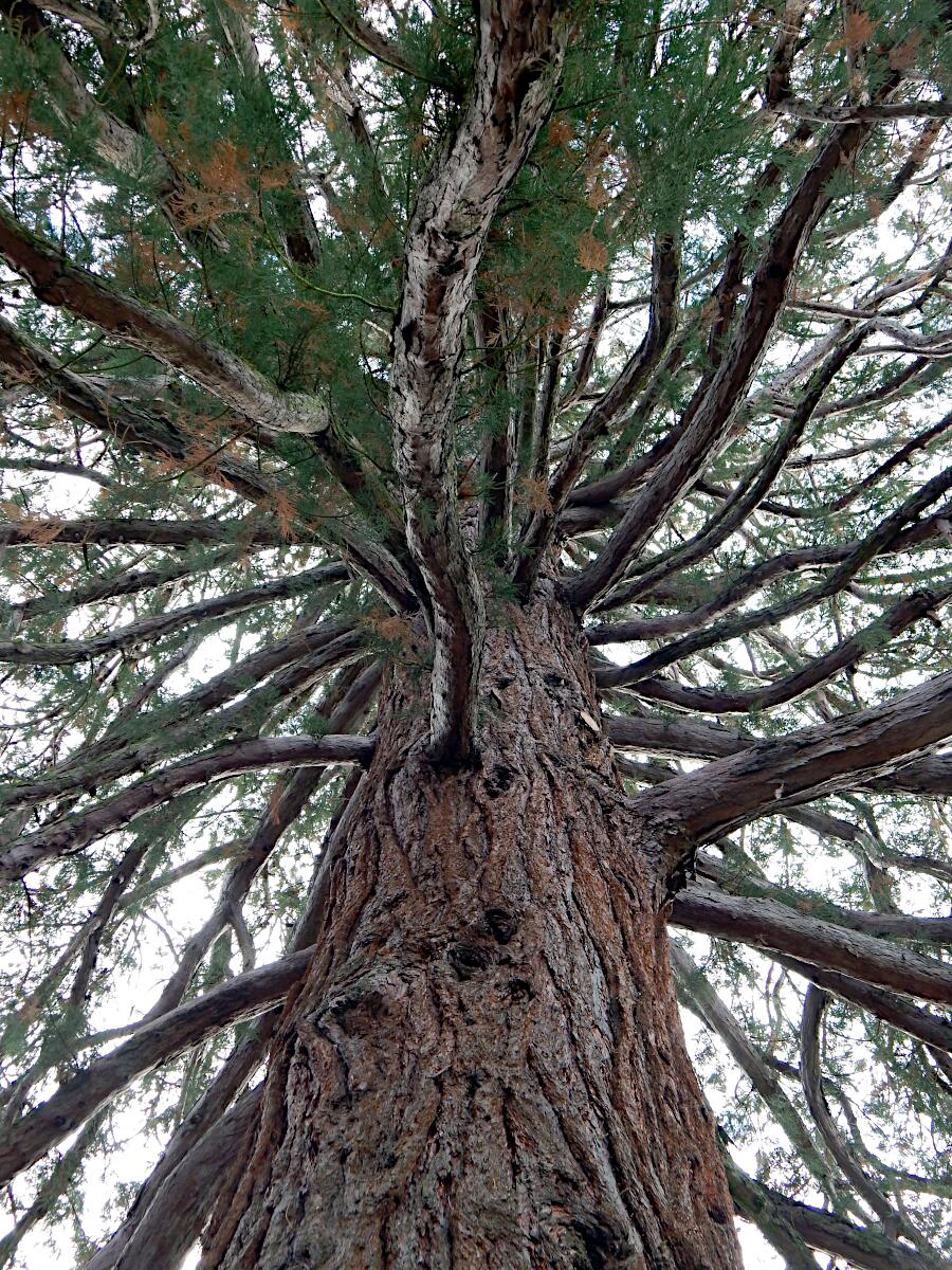 Park Rosenhhe - Kalifornischer Mammutbaum