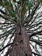 Park Rosenhhe - Kalifornischer Mammutbaum