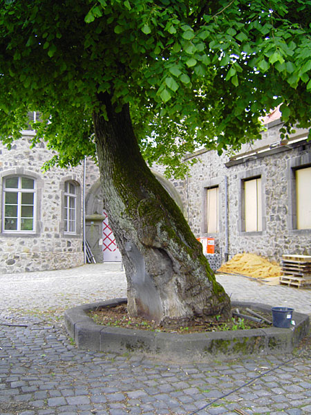 Gerichtslinde