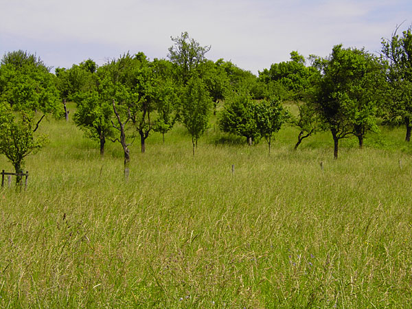 Streuobstwiesen