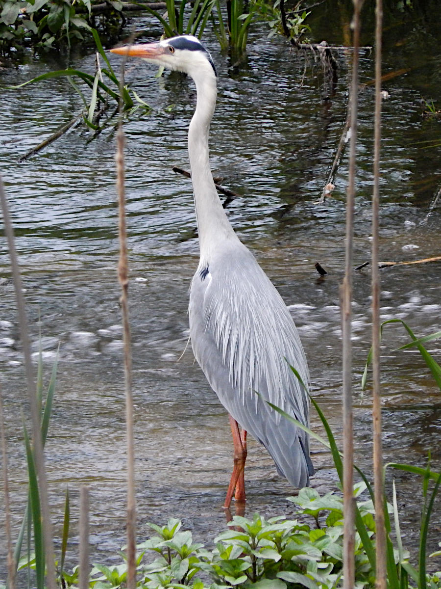 Rodauaue - Graureiher