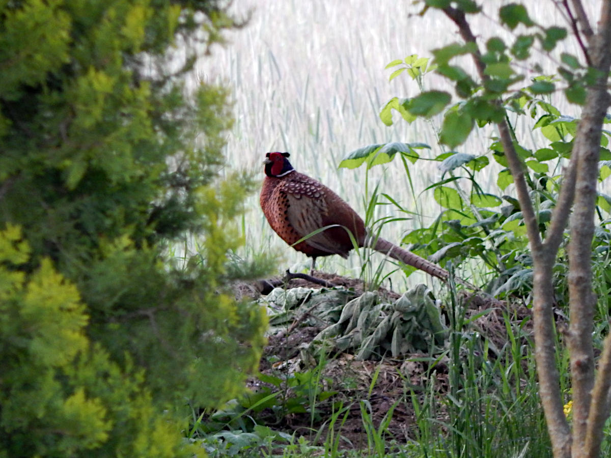Mainwiesen - Fasan