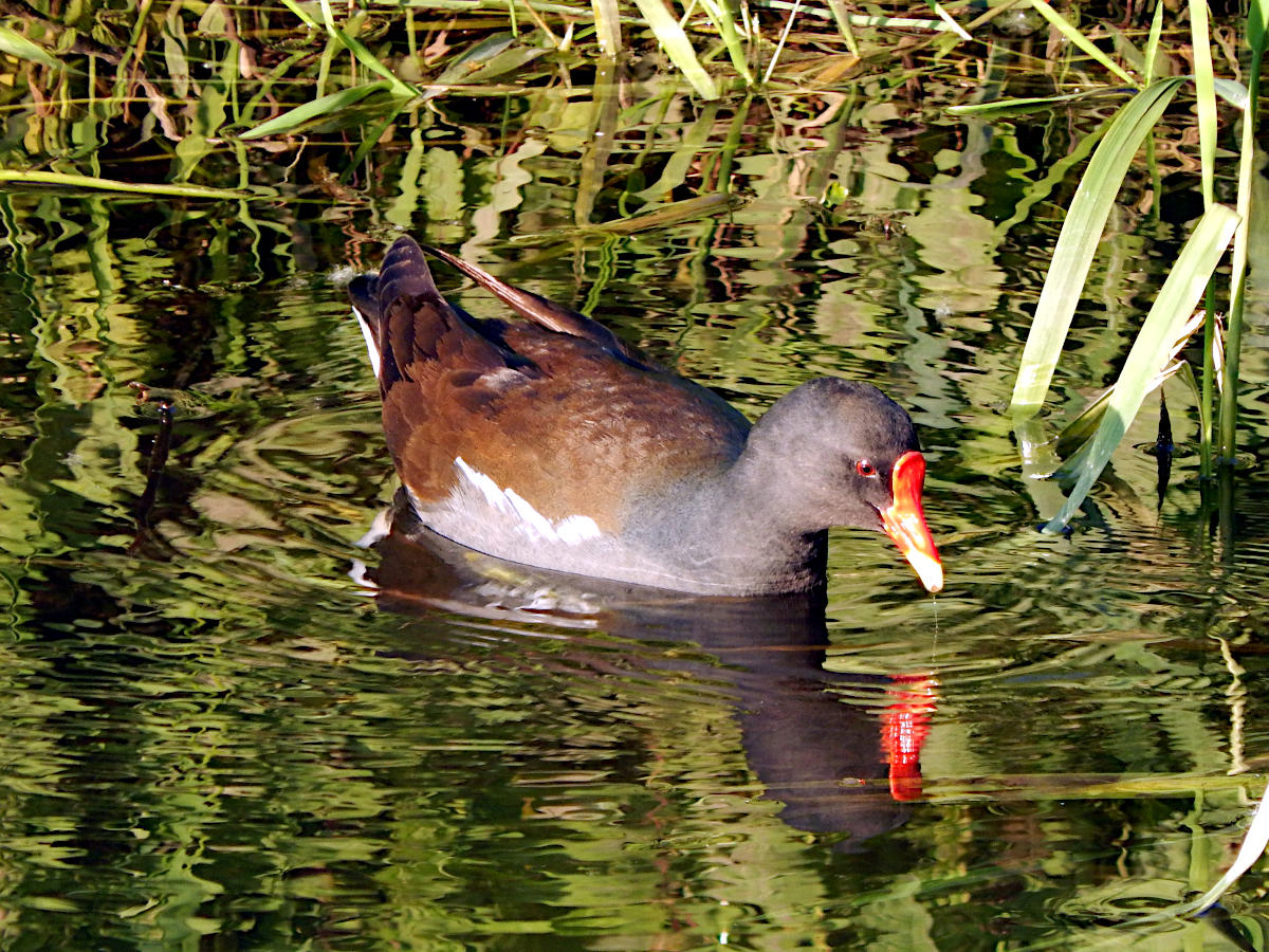 Rodauaue - Teichhuhn