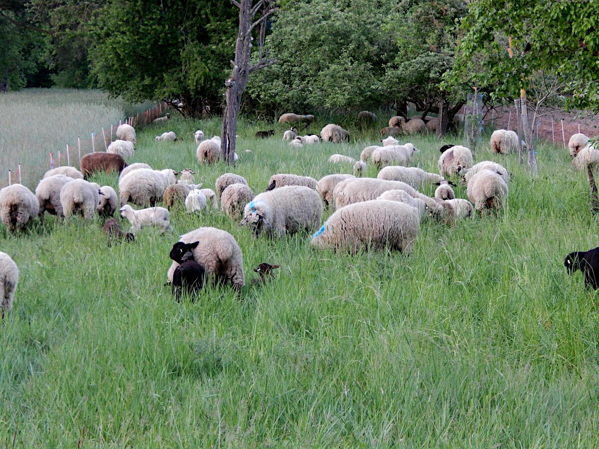 Gailenberg - Schafherde