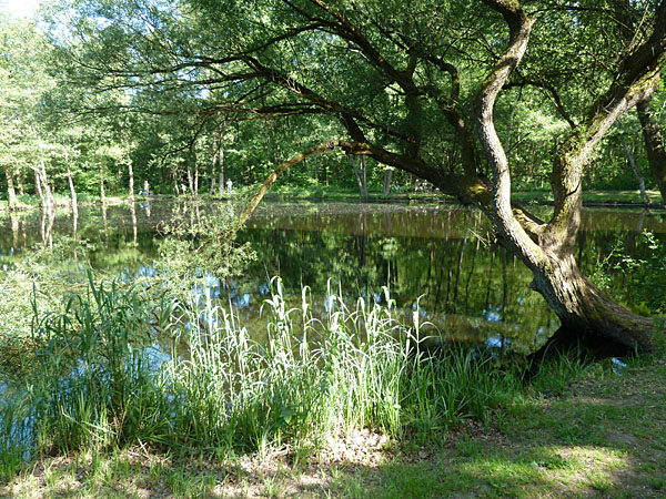 Seerosenweiher