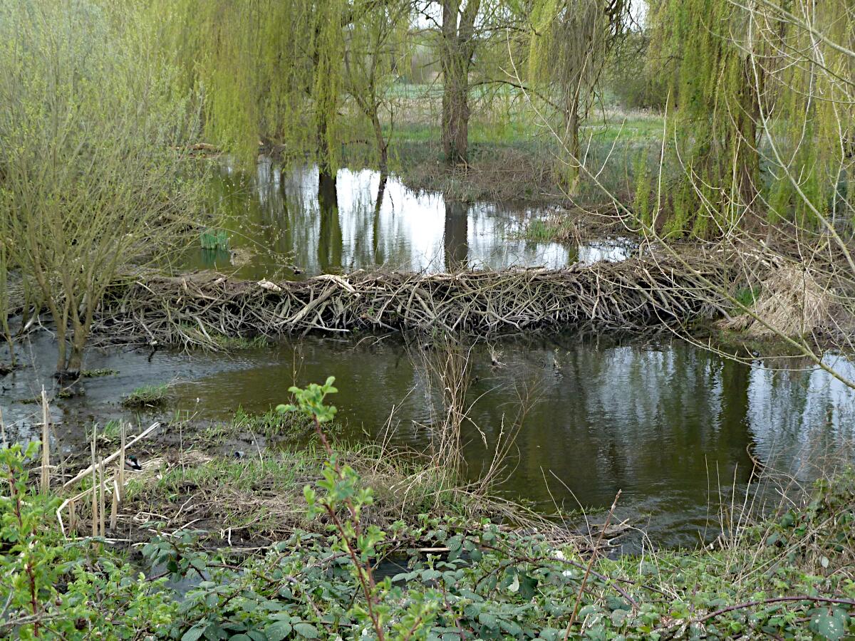 Rodauaue - Bieberdamm