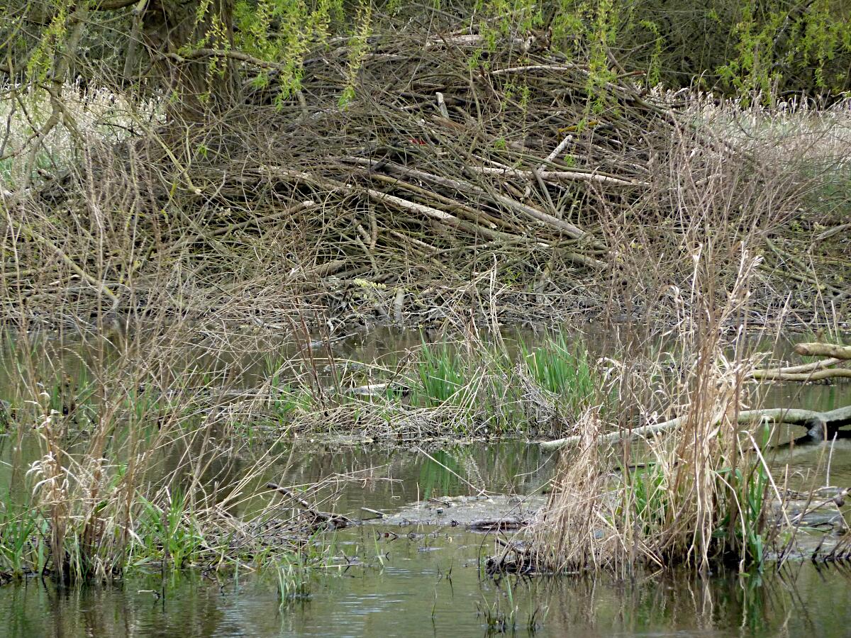 Rodauaue - Bieberbau